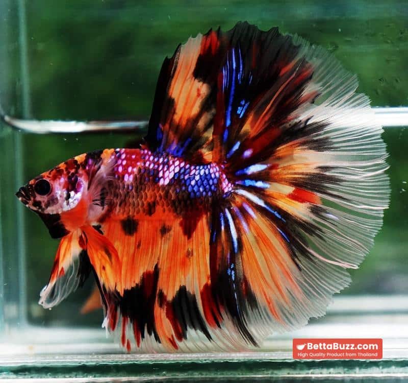 Betta fish Multi - Tiger Large fin (HM) - Image 5