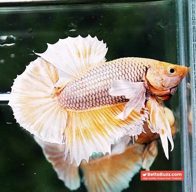 Betta fish HMPK Yellow Pink Pineapple Hawk Dumbo - Image 3