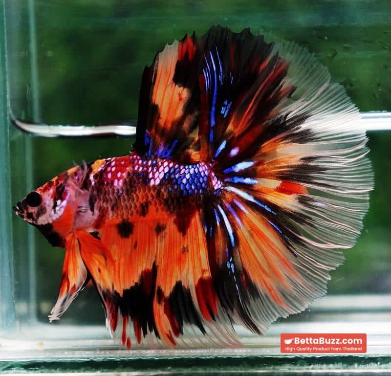 Betta fish Multi - Tiger Large fin (HM) - Image 6