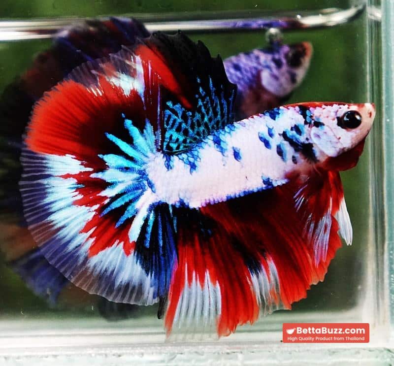 Betta fish HM Fancy Captian America (Comp Grade) - Image 6