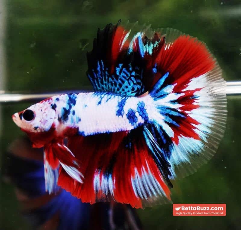 Betta fish HM Fancy Captian America (Comp Grade) - Image 7