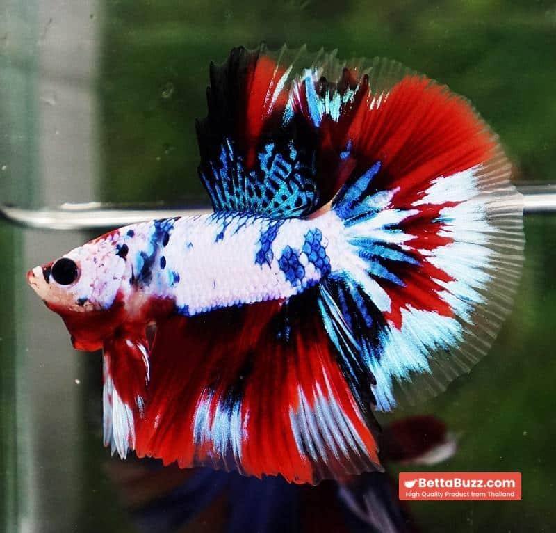 Betta fish HM Fancy Captian America (Comp Grade) - Image 5