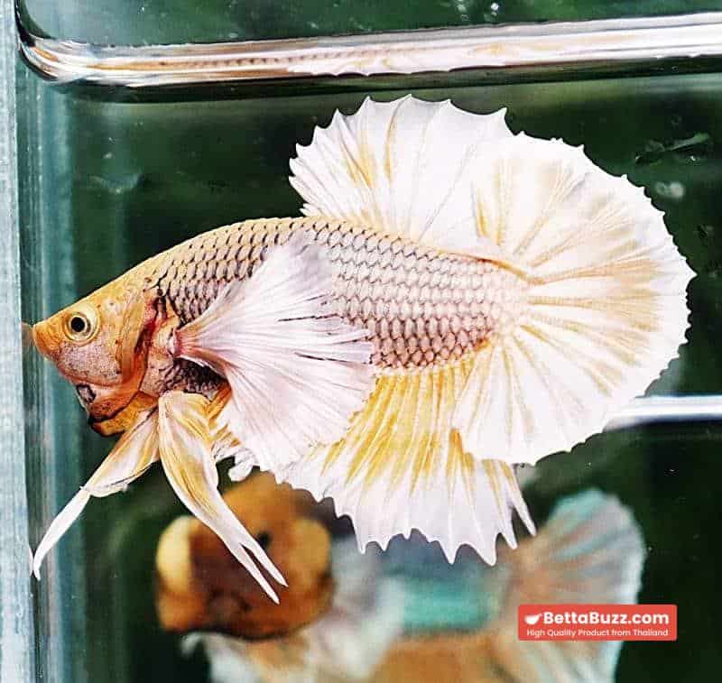 Betta fish HMPK Yellow Pink Pineapple Hawk Dumbo - Image 4