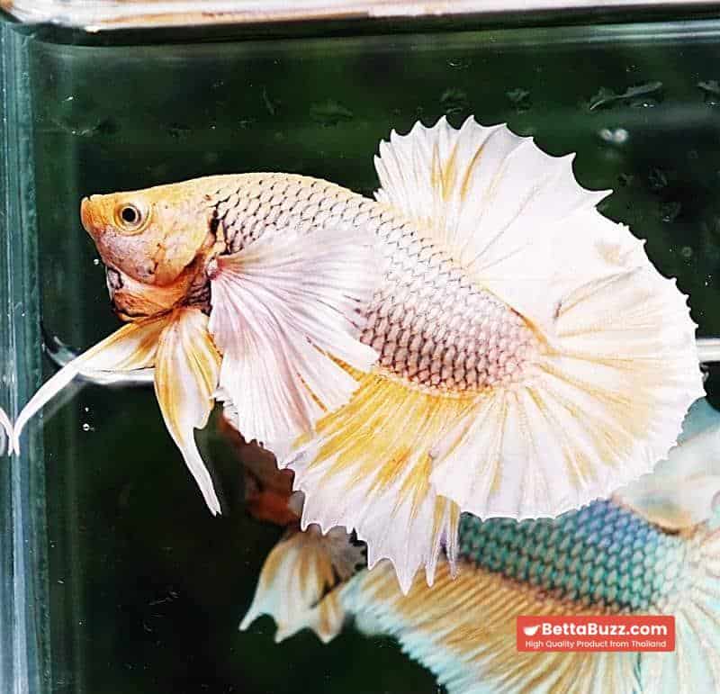 Betta fish HMPK Yellow Pink Pineapple Hawk Dumbo - Image 2
