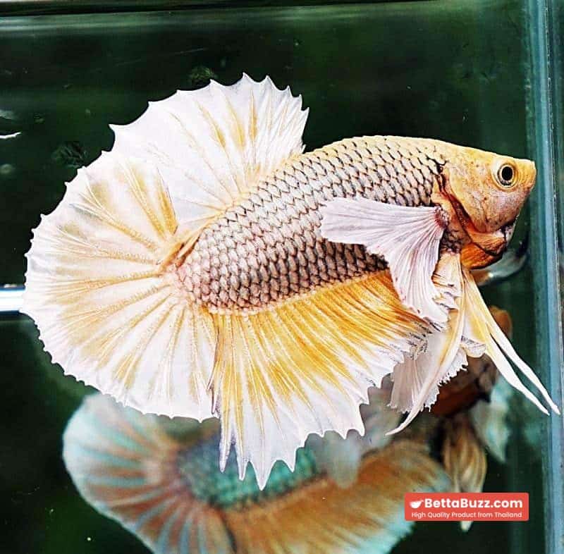 Betta fish HMPK Yellow Pink Pineapple Hawk Dumbo - Image 5