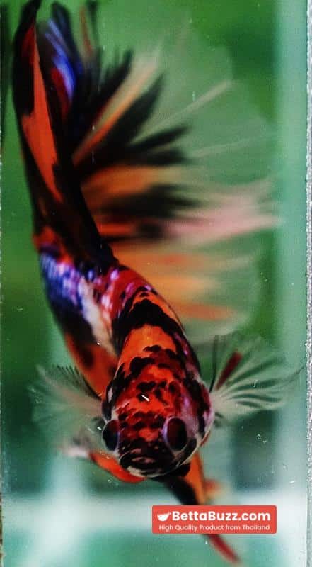 Betta fish Multi - Tiger Large fin (HM) - Image 7
