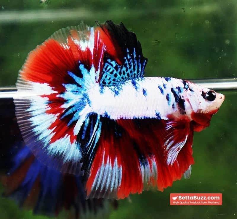 Betta fish HM Fancy Captian America (Comp Grade) - Image 4