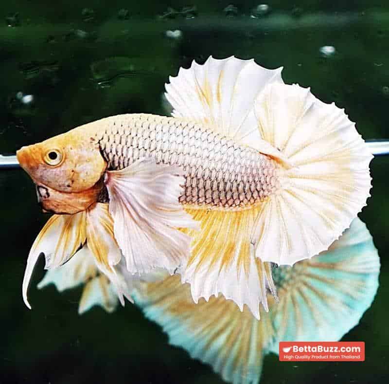 Betta fish HMPK Yellow Pink Pineapple Hawk Dumbo - Image 6