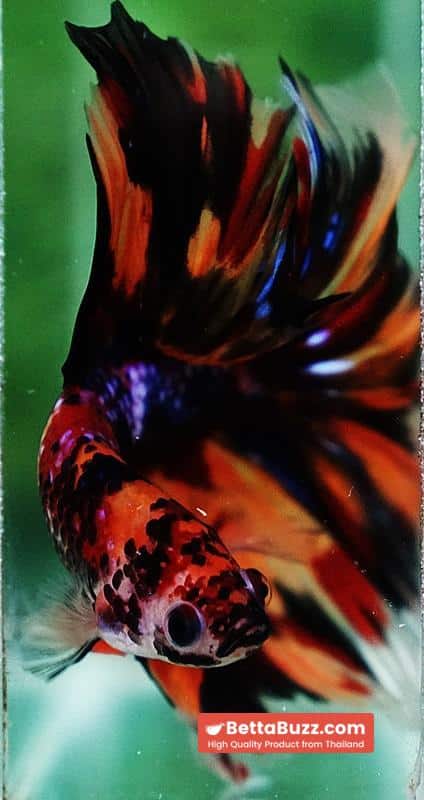 Betta fish Multi - Tiger Large fin (HM) - Image 8