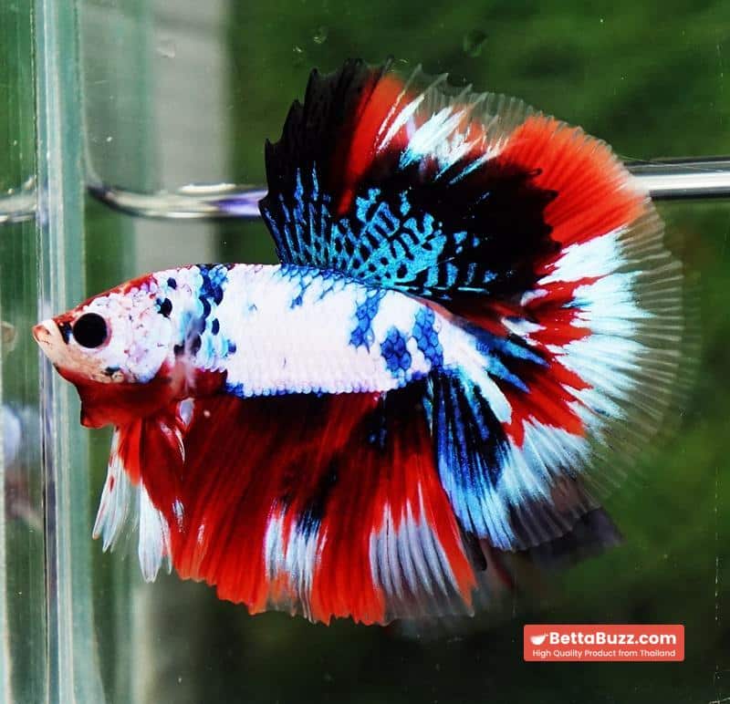 Betta fish HM Fancy Captian America (Comp Grade) - Image 3
