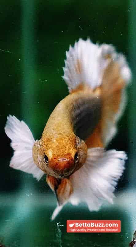 Betta fish HMPK Yellow Pink Pineapple Hawk Dumbo - Image 7