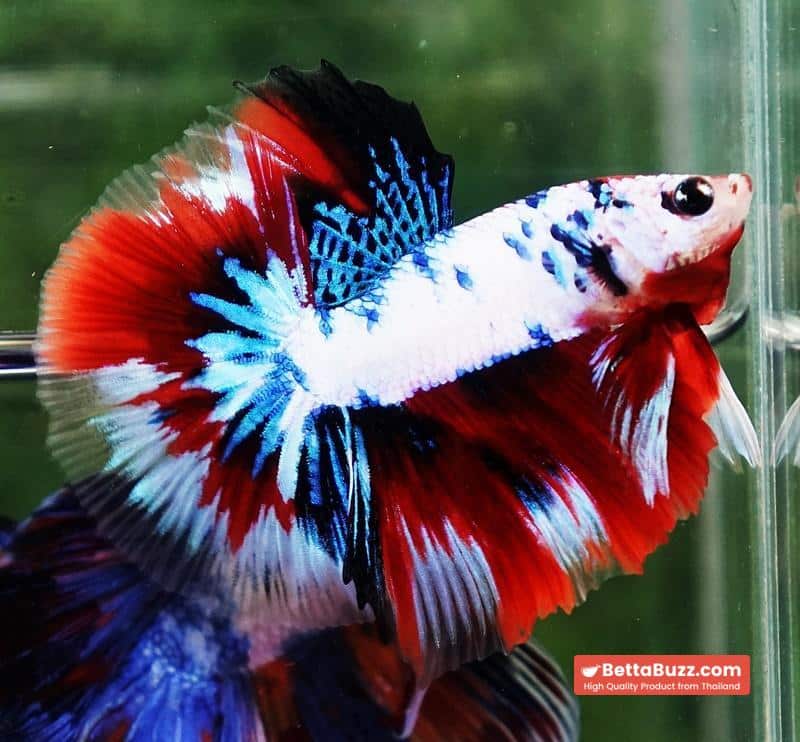 Betta fish HM Fancy Captian America (Comp Grade) - Image 2