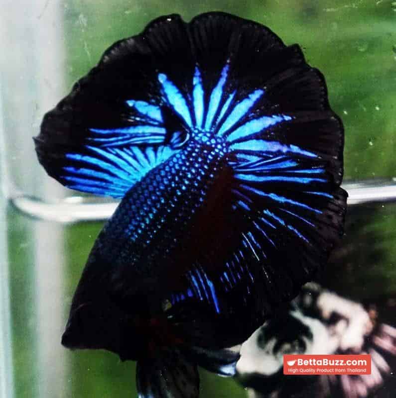 Betta fish OHM Blue Black Orchid - Image 2
