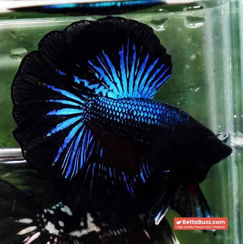 Betta fish OHM Blue Black Orchid - Image 3