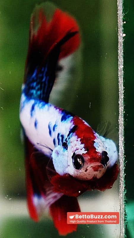 Betta fish HM Fancy Captian America (Comp Grade) - Image 8
