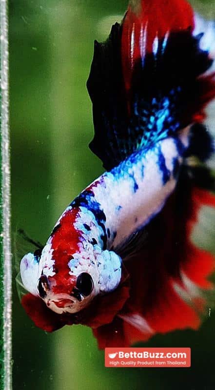 Betta fish HM Fancy Captian America (Comp Grade) - Image 9