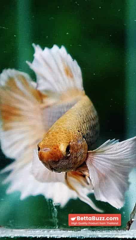 Betta fish HMPK Yellow Pink Pineapple Hawk Dumbo - Image 8