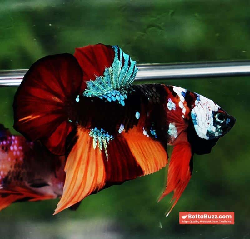 Betta Fish Full Helmet Samurai Nemo Warrior PK - Image 4