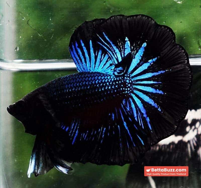 Betta fish OHM Blue Black Orchid - Image 4