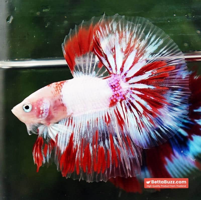 Betta fish OHM Kyokujitsu-ki flag Half Armor (Ultra Rare) - Image 4