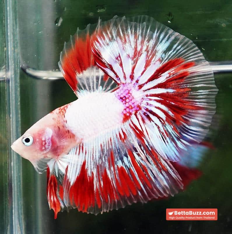 Betta fish OHM Kyokujitsu-ki flag Half Armor (Ultra Rare) - Image 2