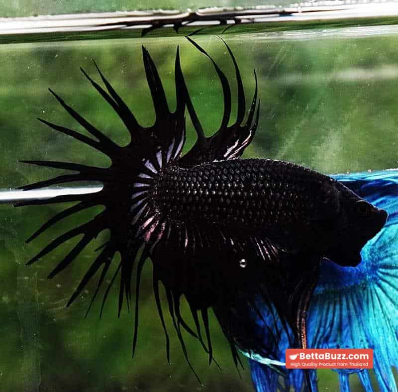 Betta fish CT Super Black Orchid - Image 4