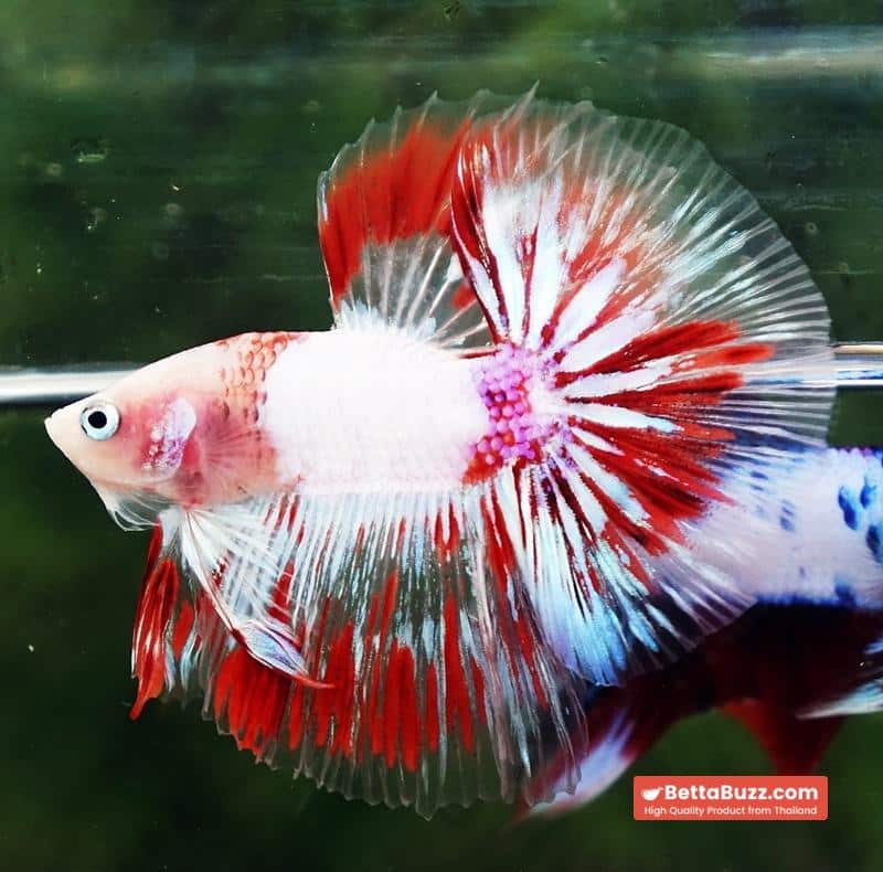 Betta fish OHM Kyokujitsu-ki flag Half Armor (Ultra Rare) - Image 6