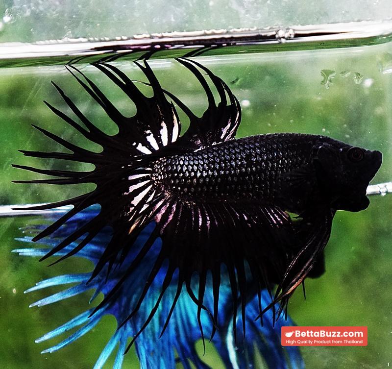 Betta fish CT Super Black Orchid - Image 2