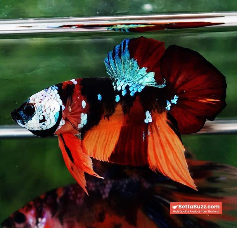 Betta Fish Full Helmet Samurai Nemo Warrior PK - Image 3