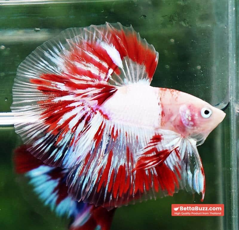 Betta fish OHM Kyokujitsu-ki flag Half Armor (Ultra Rare) - Image 3