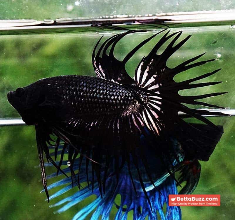 Betta fish CT Super Black Orchid - Image 3