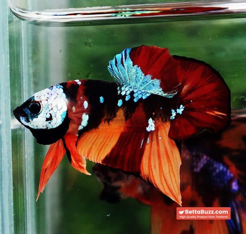 Betta Fish Full Helmet Samurai Nemo Warrior PK - Image 5