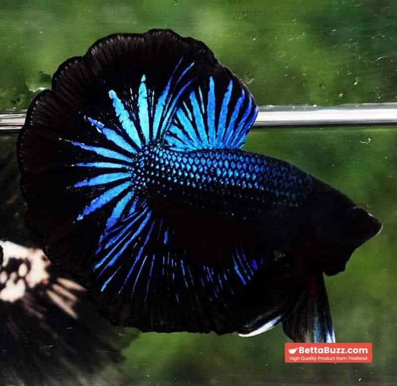 Betta fish OHM Blue Black Orchid - Image 5