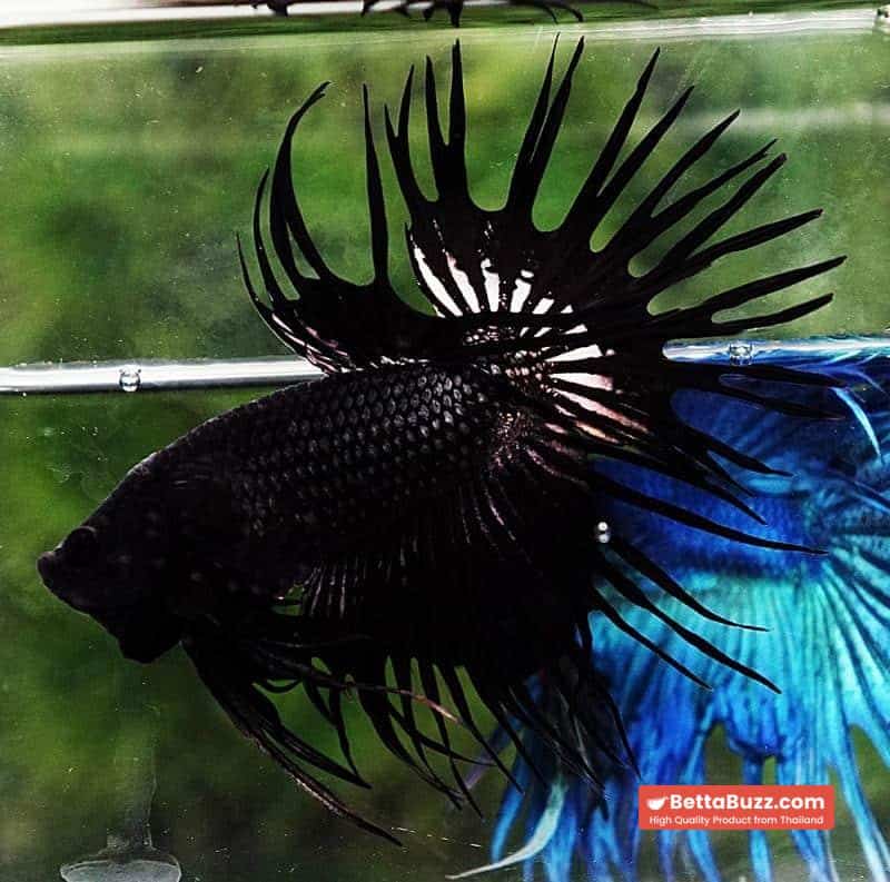 Betta fish CT Super Black Orchid - Image 5