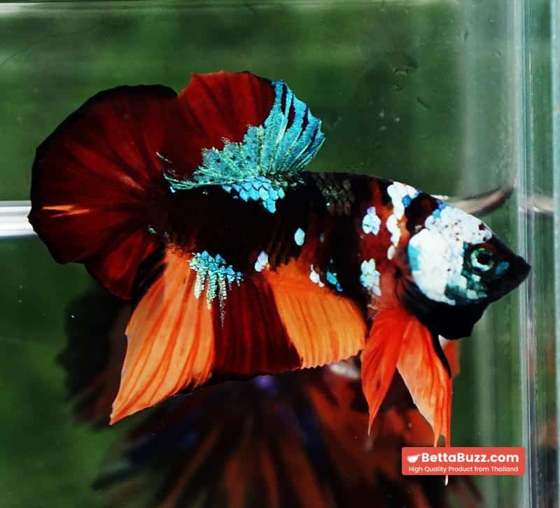 Betta Fish Full Helmet Samurai Nemo Warrior PK - Image 6