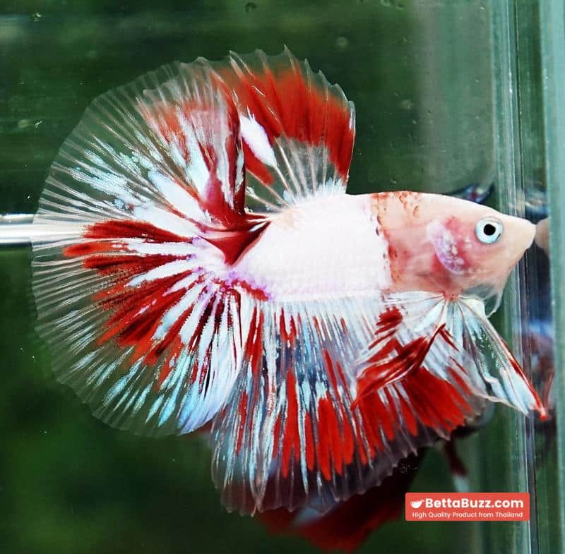 Betta fish OHM Kyokujitsu-ki flag Half Armor (Ultra Rare) - Image 5