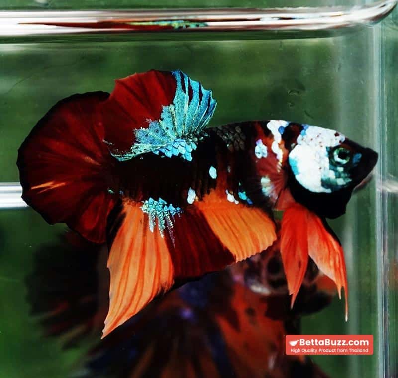 Betta Fish Full Helmet Samurai Nemo Warrior PK - Image 2
