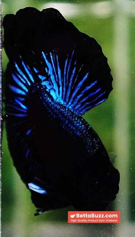 Betta fish OHM Blue Black Orchid - Image 6