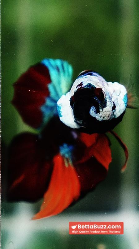 Betta Fish Full Helmet Samurai Nemo Warrior PK - Image 7