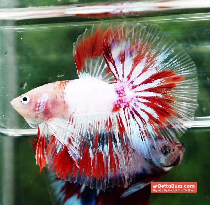 Betta fish OHM Kyokujitsu-ki flag Half Armor (Ultra Rare) - Image 7