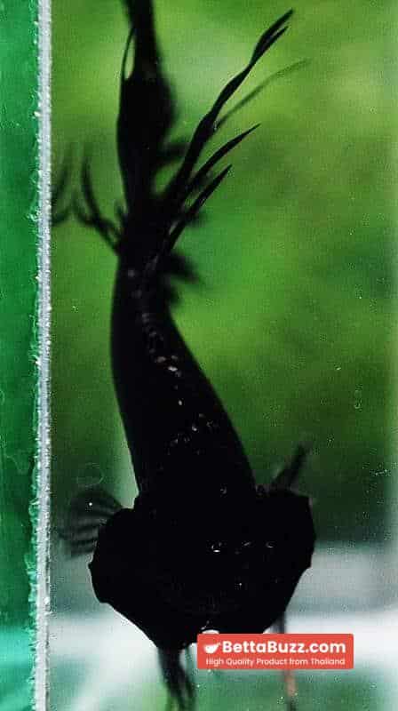 Betta fish CT Super Black Orchid - Image 6