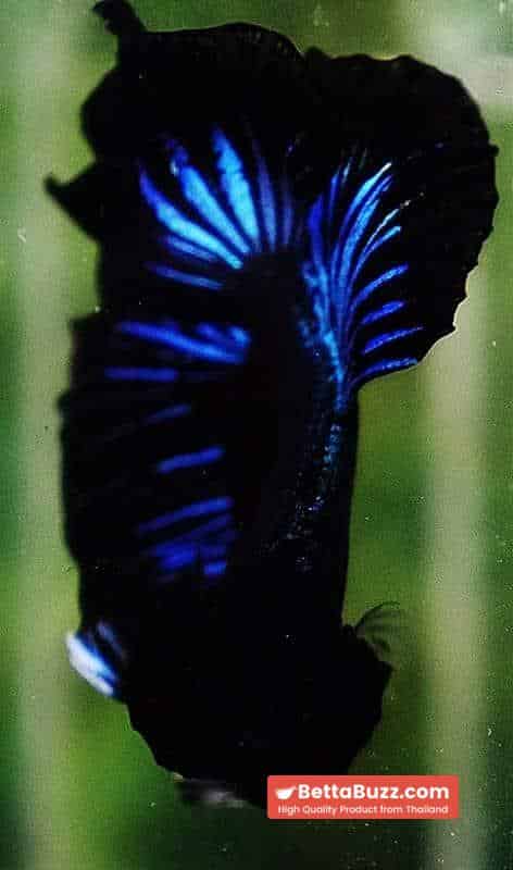 Betta fish OHM Blue Black Orchid - Image 7