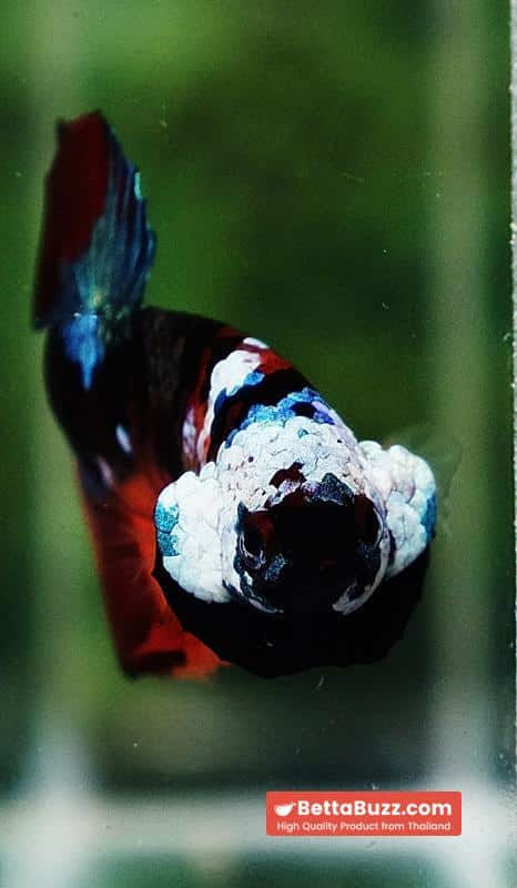 Betta Fish Full Helmet Samurai Nemo Warrior PK - Image 8