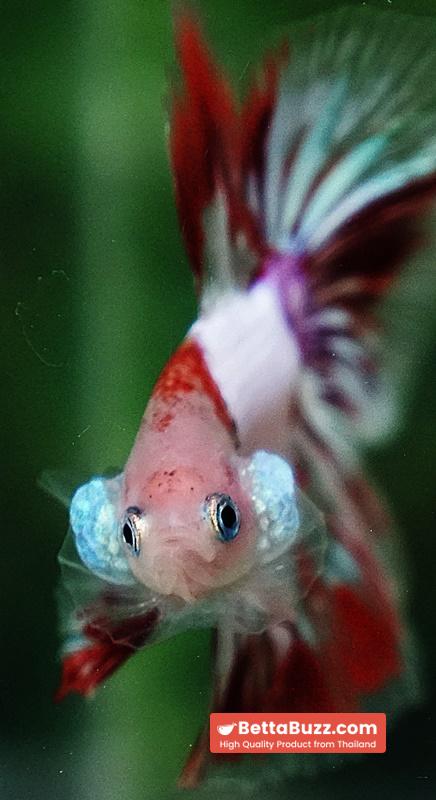 Betta fish OHM Kyokujitsu-ki flag Half Armor (Ultra Rare) - Image 8