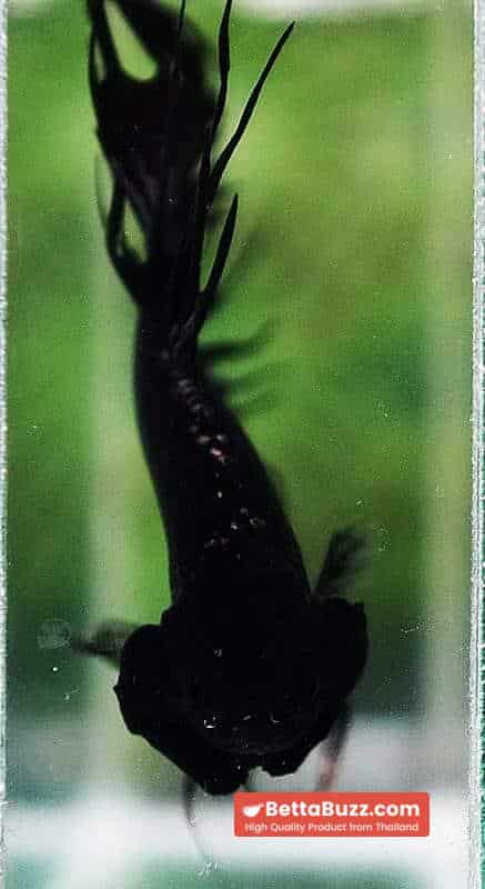Betta fish CT Super Black Orchid - Image 7