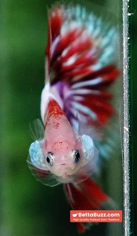 Betta fish OHM Kyokujitsu-ki flag Half Armor (Ultra Rare) - Image 9