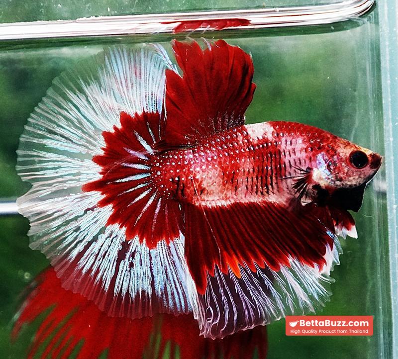 Betta fish HM Classic Koi White Ring - Image 3