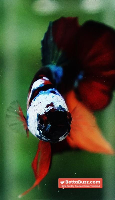 Betta Fish Full Helmet Samurai Nemo Warrior PK - Image 9