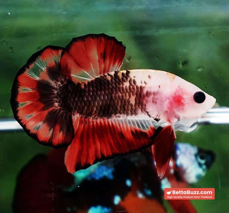 Betta Fish The Dark Santa OHMPK - Image 4