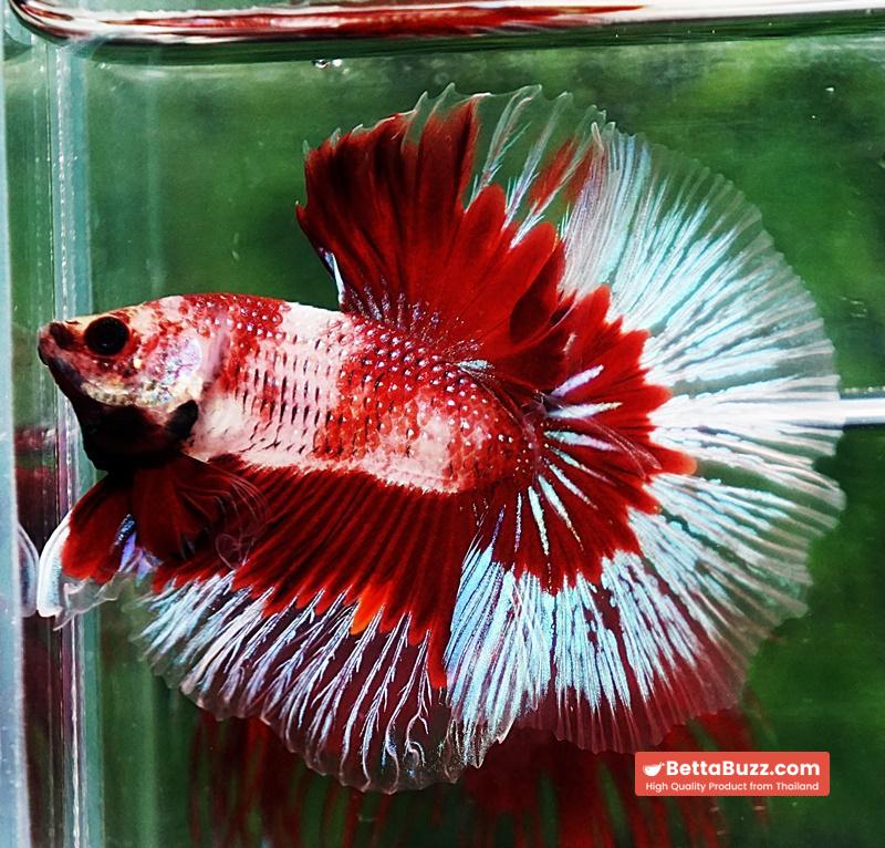 Betta fish HM Classic Koi White Ring - Image 2